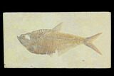 Fossil Fish (Diplomystus) - Green River Formation #130309-1